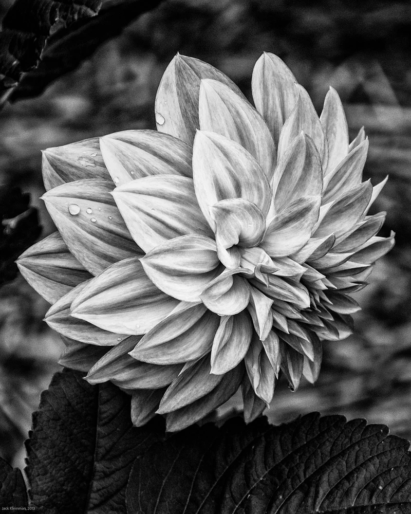DSC_9068-Edit.jpg