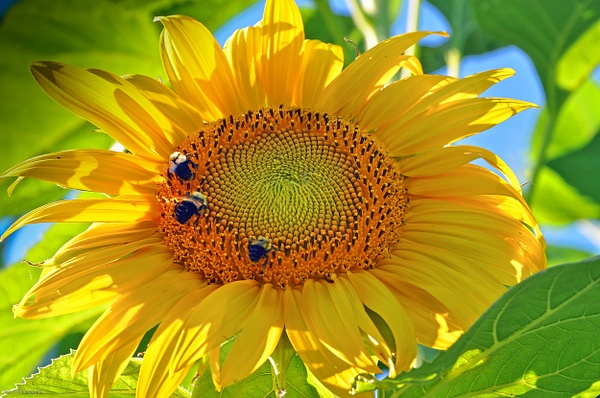 SunflowerLateSummer.jpg - Flowers &amp;amp; Plants - Jack Kleinman 
