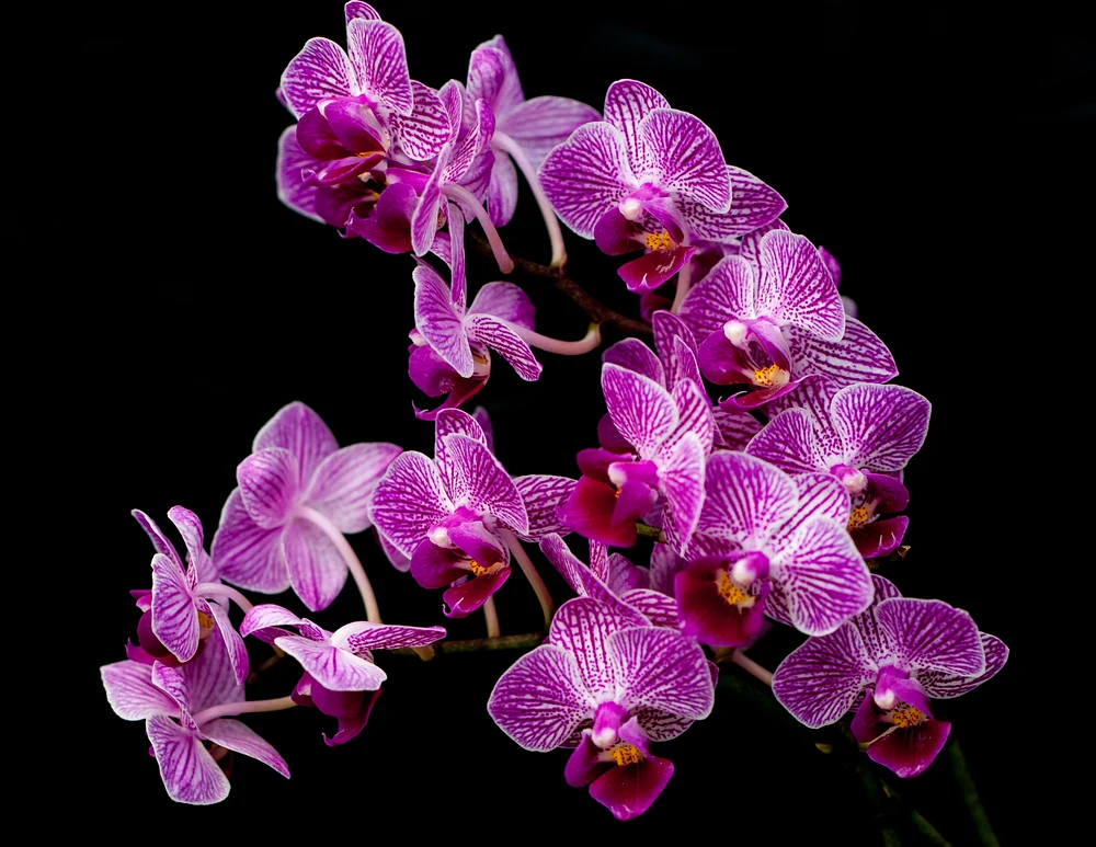 Aphrodite's phalaenopsis