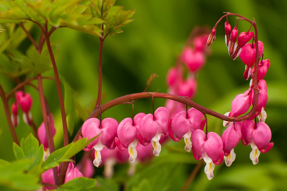 Bleeding Hearts