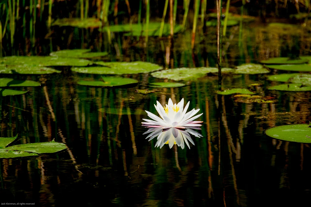 Florida-9563_Master.jpg