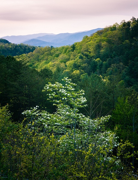 Dogwood Blossoms - Great Smoky Mountains National Park, Tennessee - Jack Kleinman 