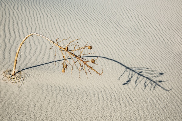Dead Plant and Shadow, White Sands - New Mexico - Jack Kleinman