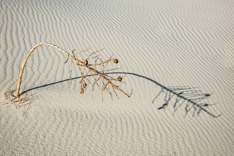 Dead Plant and Shadow, White Sands