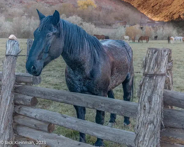 Horse Ranch along Colorado River by Jack Kleinman