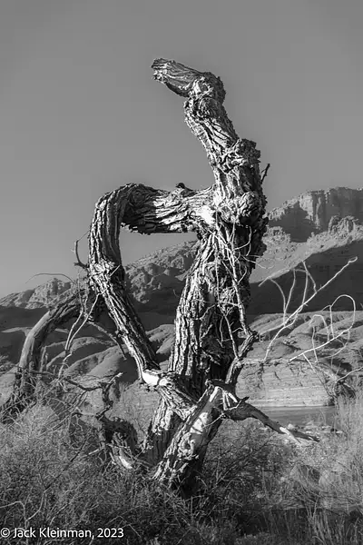 Twisted Stump by Jack Kleinman
