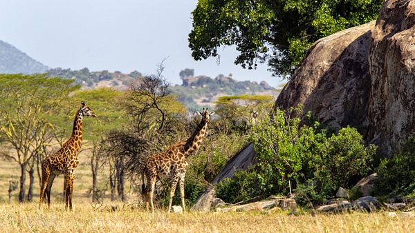 Serengeti N.P. Bilila (1) - François Scheffen Photography 