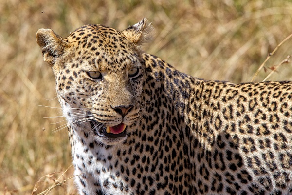 Serengeti N.P. Bilila (8) - TANZANIA - François Scheffen Photography