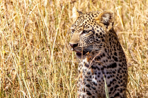 Serengeti N.P. Bilila (9) - TANZANIA - François Scheffen Photography