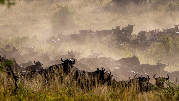 Serengeti N.P. Bilila (13) - TANZANIA - François Scheffen Photography 