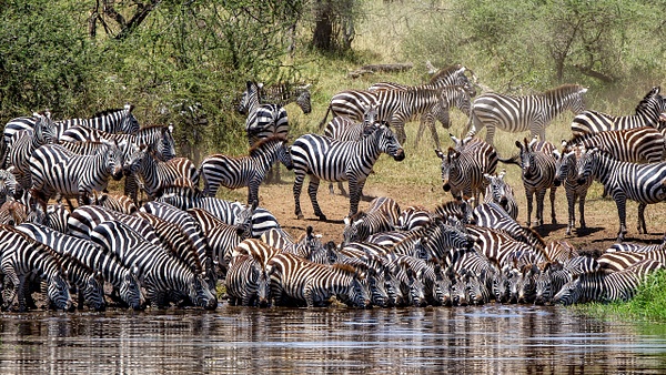 Serengeti N.P. Bilila (16) - TANZANIA - François Scheffen Photography
