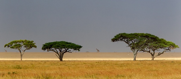 Serengeti N.P. Bilila (20) - TANZANIA - François Scheffen Photography