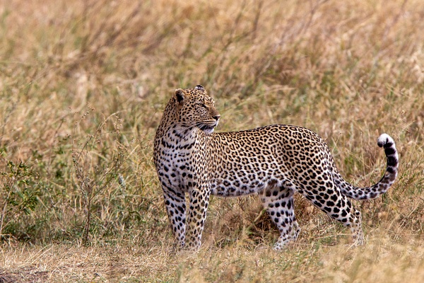 Serengeti N.P. Bilila (21) - TANZANIA - François Scheffen Photography