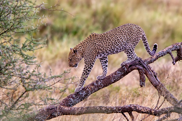 Serengeti N.P. Bilila (22) - François Scheffen Photography 