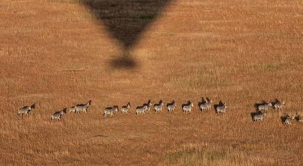 Serengeti N.P. Bilila (29) - François Scheffen Photography 