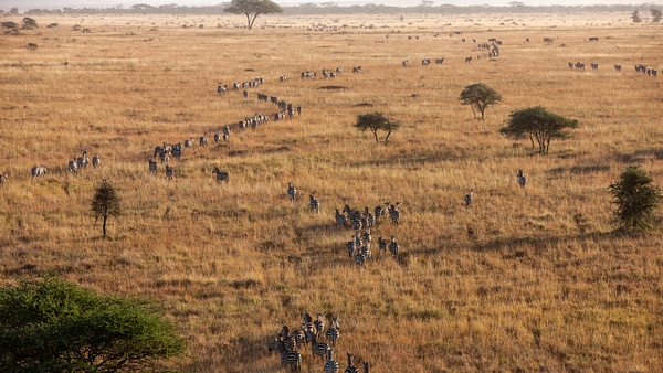Serengeti N.P. Bilila (31) - TANZANIA - François Scheffen Photography