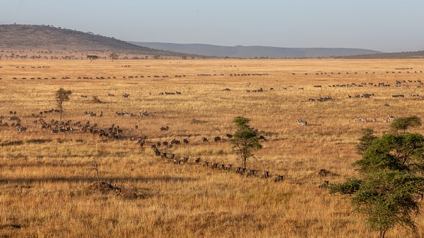 Serengeti N.P. Bilila (32) - François Scheffen Photography 