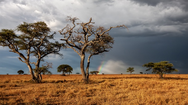 Serengeti N.P. Bilila (36) - TANZANIA - François Scheffen Photography 
