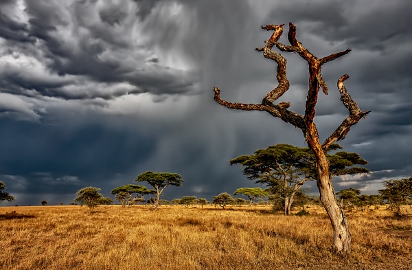 Serengeti N.P. Bilila (37) - TANZANIA - François Scheffen Photography