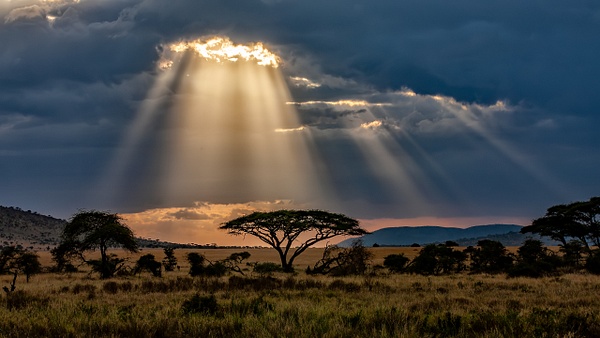 Serengeti N.P. Bilila (39) - TANZANIA - François Scheffen Photography
