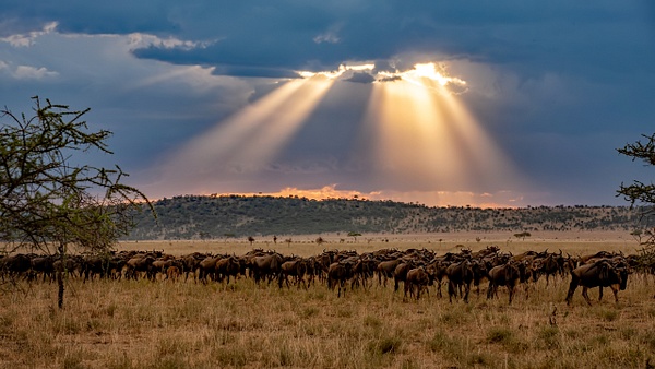 Serengeti N.P. Bilila (40) - TANZANIA - François Scheffen Photography 