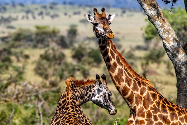 Serengeti N.P. Kusini (7) - TANZANIA - François Scheffen Photography 