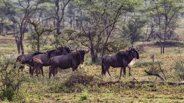 Serengeti N.P. Kusini (4) - TANZANIA - François Scheffen Photography 