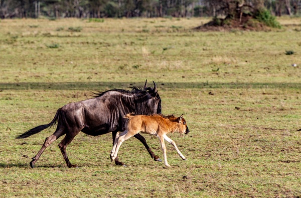 Serengeti N.P. Kusini (5) - TANZANIA - François Scheffen Photography 