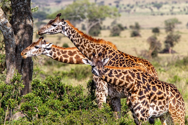 Serengeti N.P. Kusini (6) - TANZANIA - François Scheffen Photography 