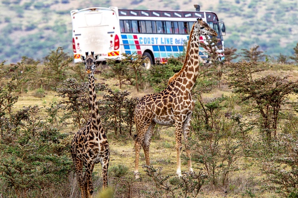 Serengeti N.P. Kusini (2) - TANZANIA - François Scheffen Photography