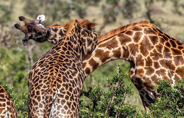 Serengeti N.P. Kusini (8) - TANZANIA - François Scheffen Photography