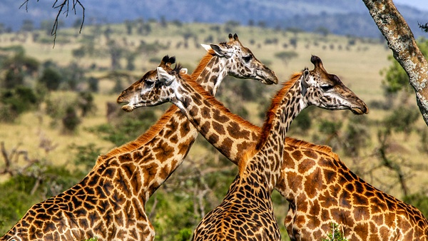 Serengeti N.P. Kusini (9) - François Scheffen Photography 