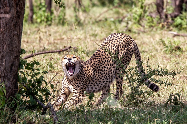 Serengeti N.P. Kusini (11) - TANZANIA - François Scheffen Photography 