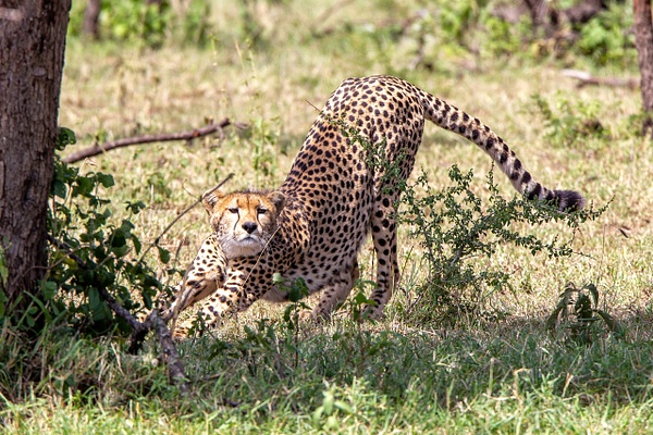Serengeti N.P. Kusini (10) - François Scheffen Photography