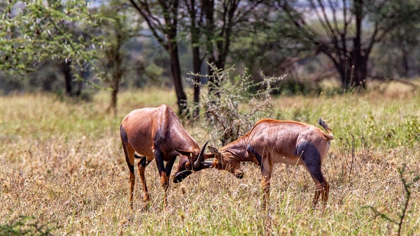 Serengeti N.P. Kusini (12) - TANZANIA - François Scheffen Photography