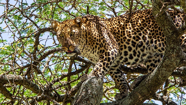 Serengeti N.P. Kusini (19) - TANZANIA - François Scheffen Photography