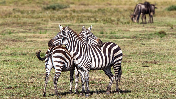 Serengeti N.P. Kusini (22) - TANZANIA - François Scheffen Photography 