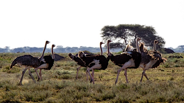 Serengeti N.P. Kusini (24) - TANZANIA - François Scheffen Photography