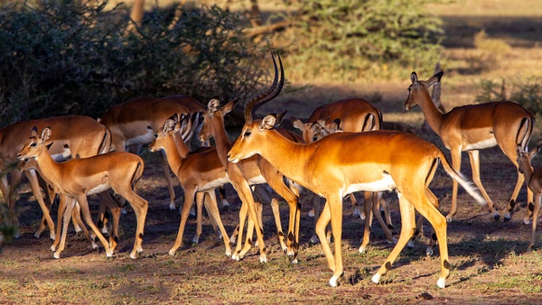 Serengeti N.P. Kusini (27) - TANZANIA - François Scheffen Photography