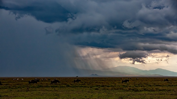 Serengeti N.P. Kusini (30) - TANZANIA - François Scheffen Photography 