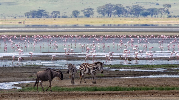Ngorongoro Crater (5) - TANZANIA - François Scheffen Photography