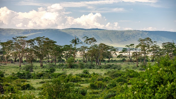Ngorongoro Crater (22) - TANZANIA - François Scheffen Photography 