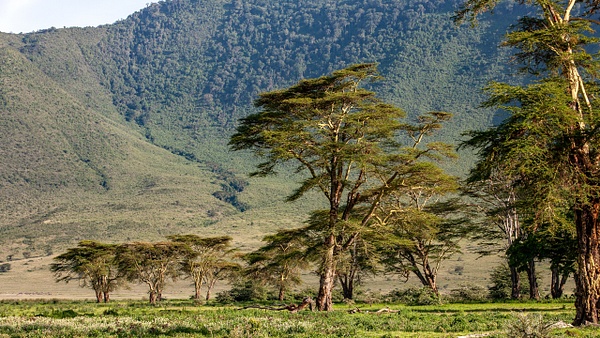 Ngorongoro Crater (24) - TANZANIA - François Scheffen Photography 