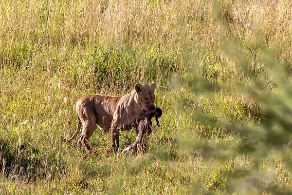 TANZANIA (29a) - AFRICA  - Lions - François Scheffen Photography 