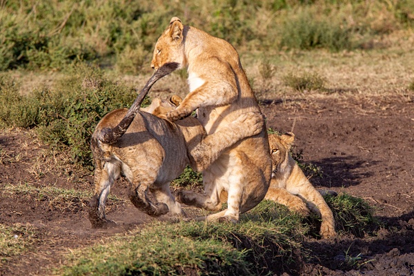 TANZANIA (9a) - AFRICA  - Lions - François Scheffen Photography 