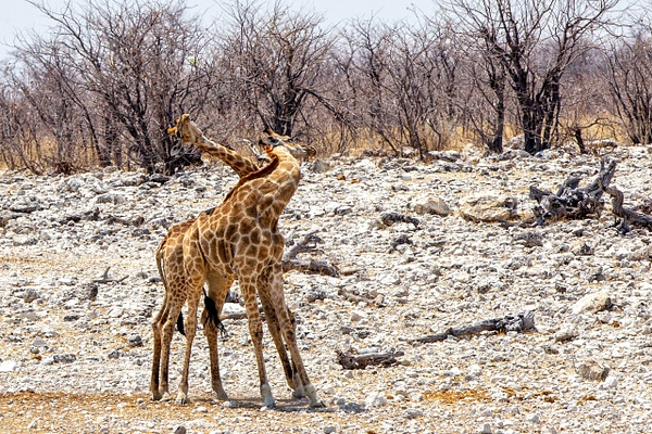 5. Etosha Pan (13) - NAMIBIA - François Scheffen Photography 