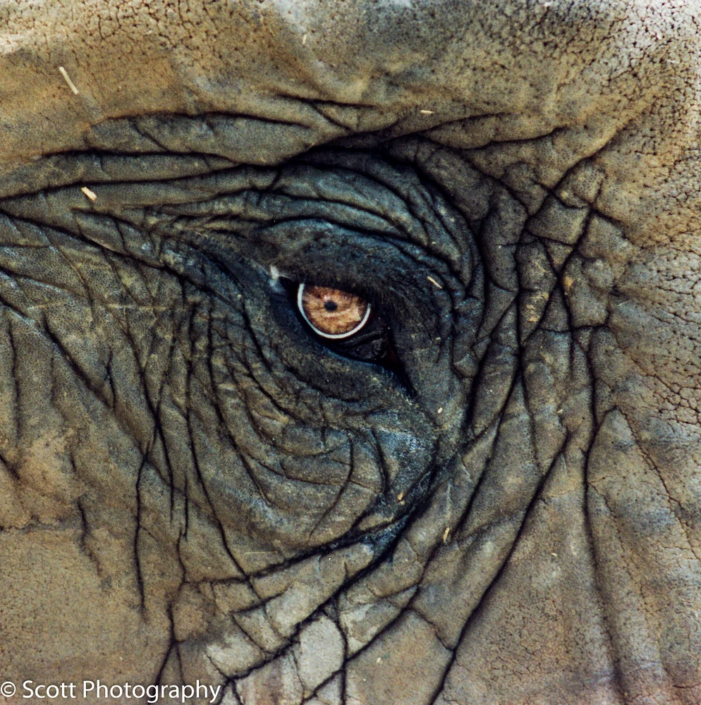 Serious Eye Wrinkles