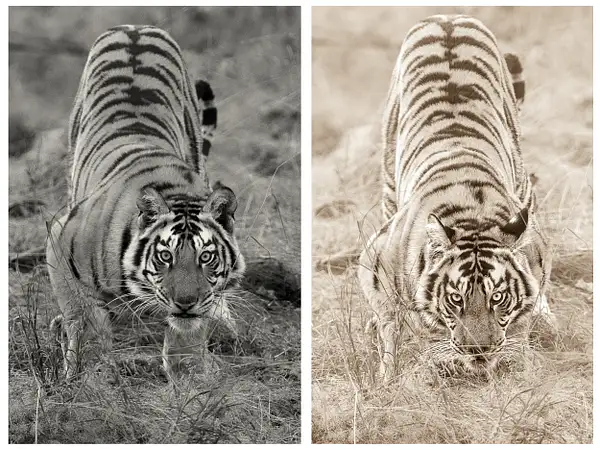 TigerMonochrome by Turgay Uzer