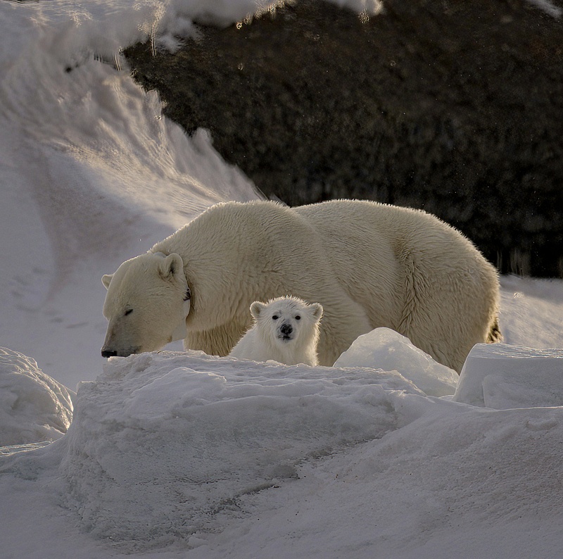 Cub and mother 
