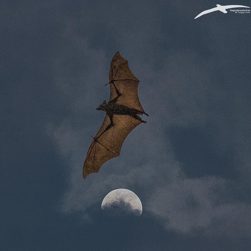 Bat and Moon